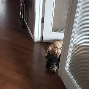 Meet your Posher, Dorothea